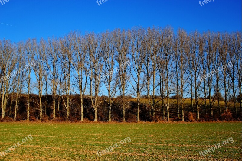 Field Trees Sky Fields Blue