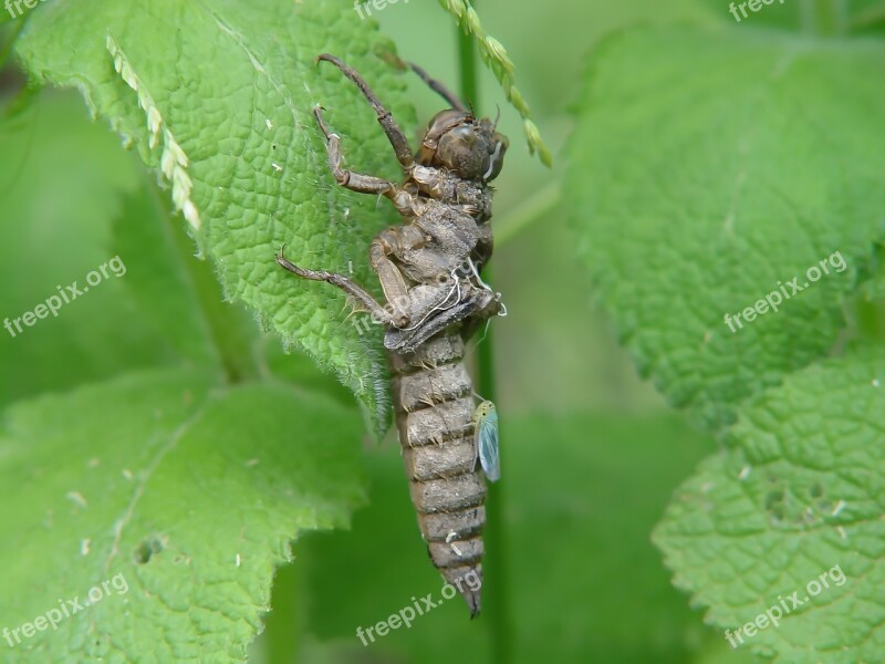 Insect Larva Insectum Disambiguation Hexapod Invertebrates