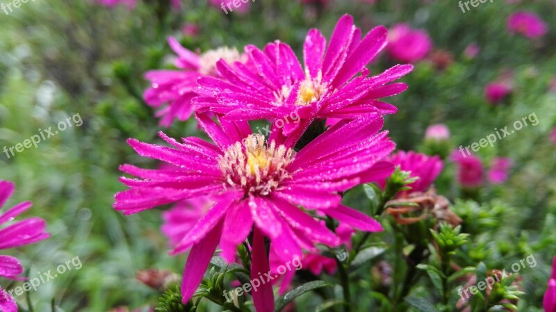 Flower Grass Flowers And Plants Rose Red Rain