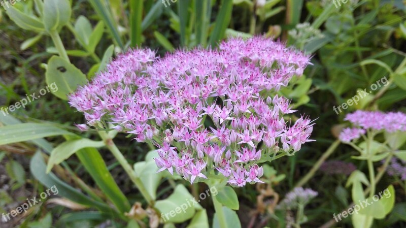 Flower Grass Flowers And Plants Purple Park