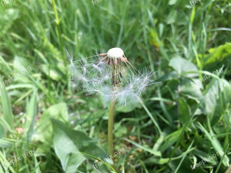 Dandelions Grass Garden Nature Green