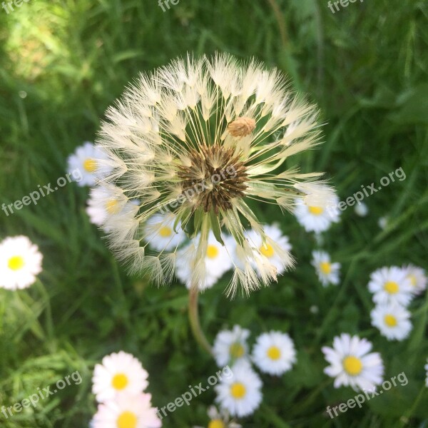 Dandelions Flowers Grass Nature Summer