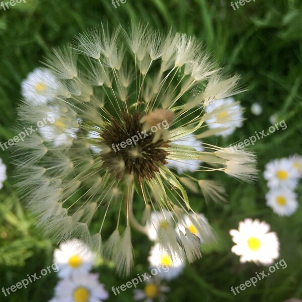 Dandelions Flower Grass Blossom Nature