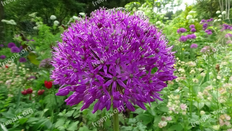 Allium Flower Purple Bloom Garden