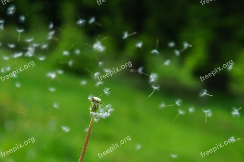 Dandelion Seeds Wind Flying Seeds Free Photos