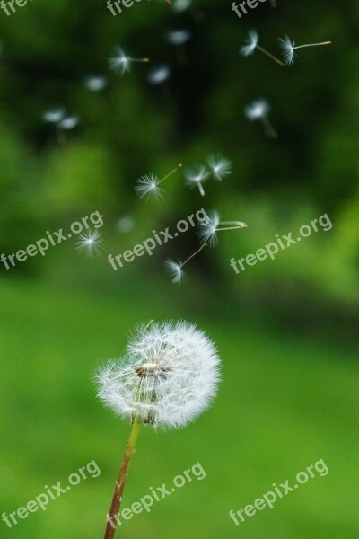 Dandelion Seeds Wind Flying Seeds Free Photos