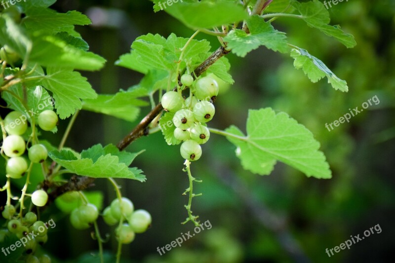 Currant Green Unripe Berries Unripe Currant Nature