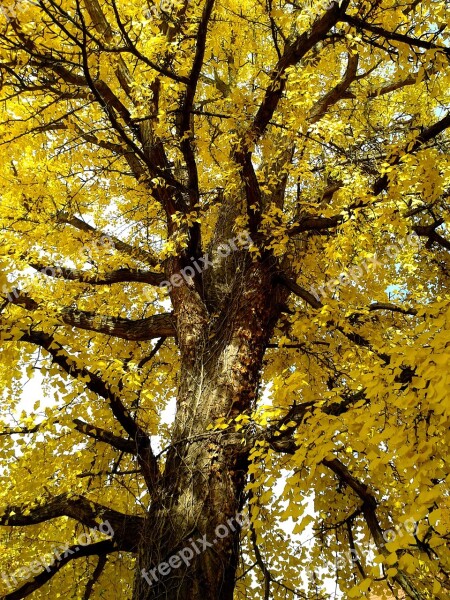 Gingko Ginko Autumn Golden Autumn Leaves