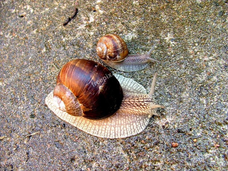 Worm Snail Conch Nature Animal