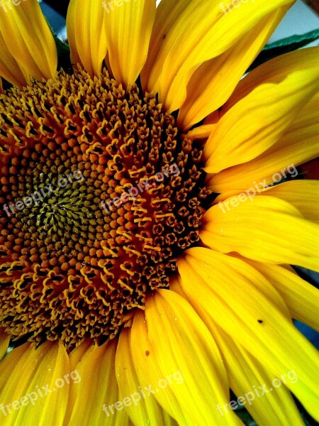 Sunflower Flower Yellow Flower Of Sunflower Petals