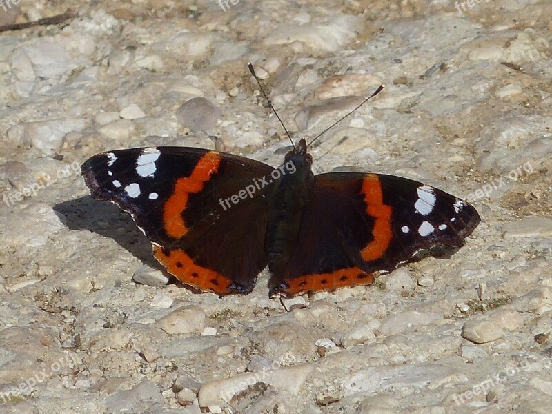 Butterfly Ali Insect Batterfly Wings