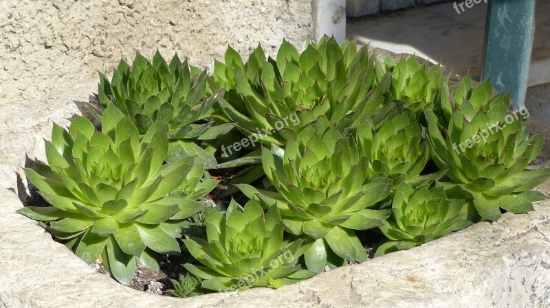 Fat Plants Vase Of Stone Composition Free Photos