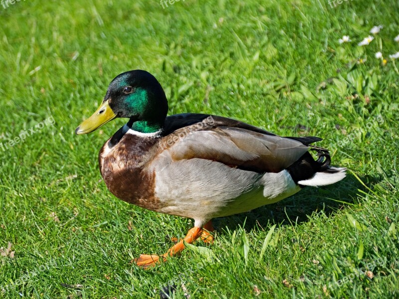 Mallard Duck Anas Platyrhynchos Bird