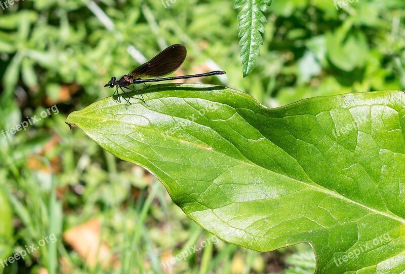 Damsel Fly Leaf Insect Nature Green