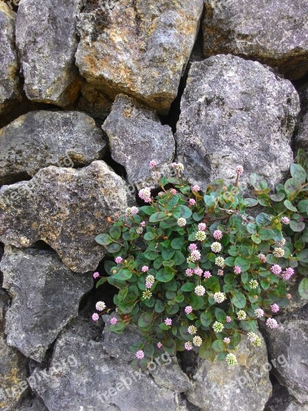 Rocks Flower Plant Growing Blossom