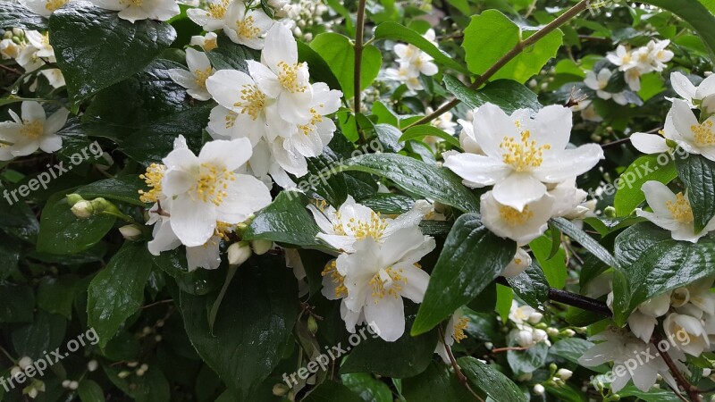 Jasmine Bush After The Rain Free Photos