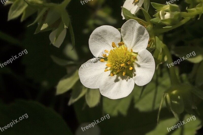 Strawberry Flower Flower White Strawberry Fragaria Garden Strawberry