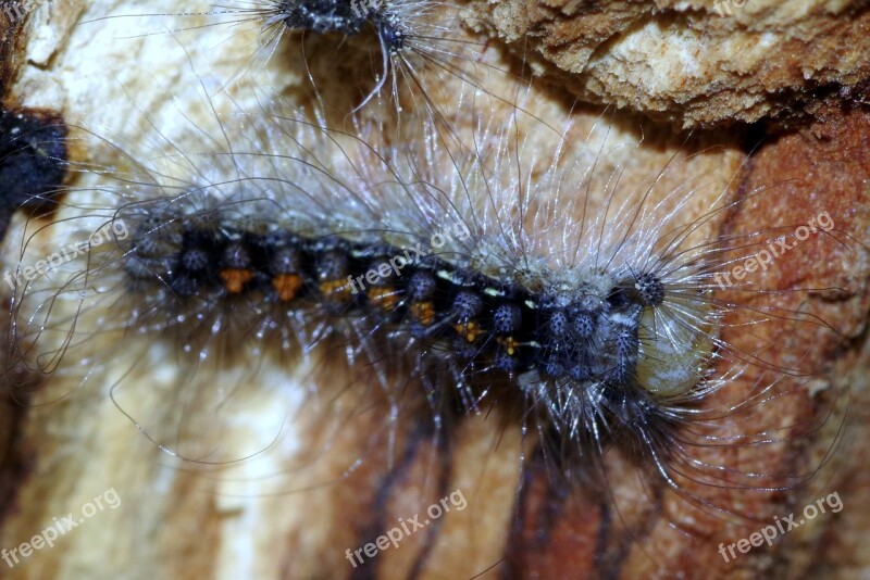 Caterpillar Worm Hairy Insect Hair