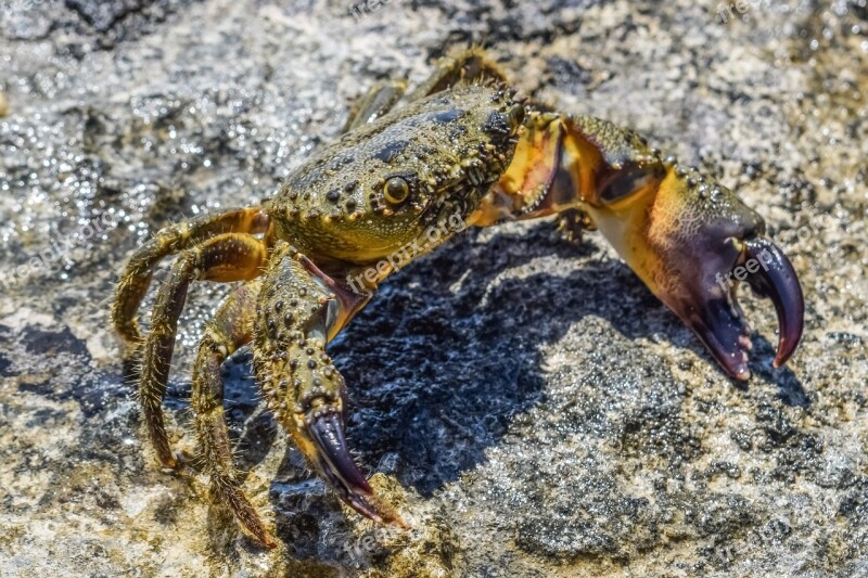 Crab Animal Sea Marine Nature