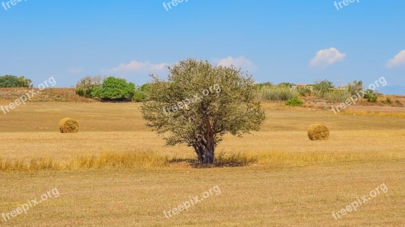 Tree Hay Land Landscape Countryside