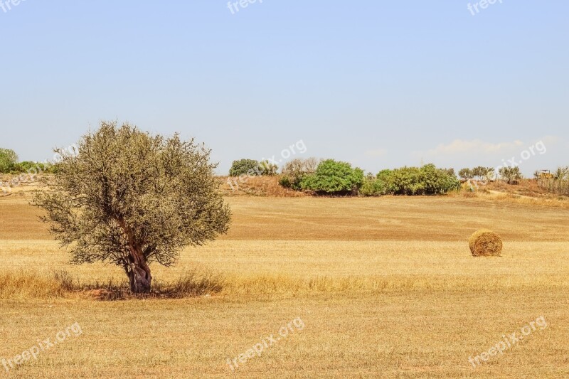 Tree Hay Land Landscape Countryside