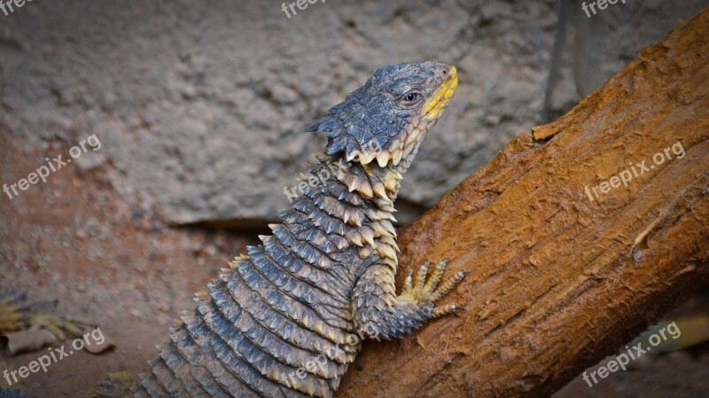 Giant Belt Tail Lizard Reptile Cold Blooded Animals Nature