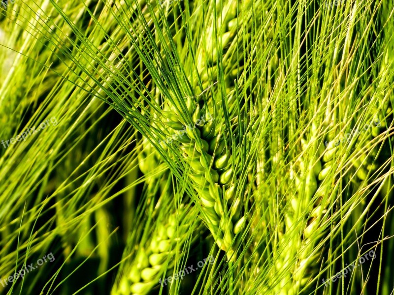 Wheat By Chaitanya K Grain Field Wheat Ear