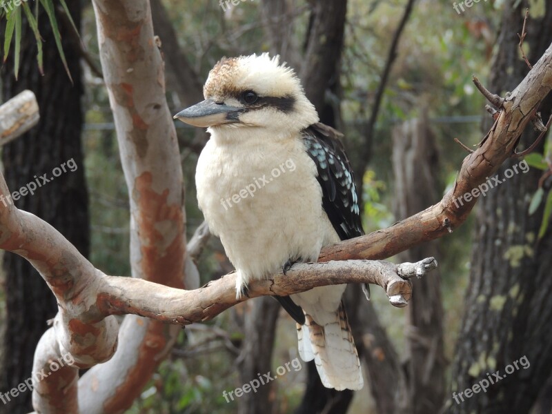 Kookaburra Kooka Bird Aireys Inlet Australia