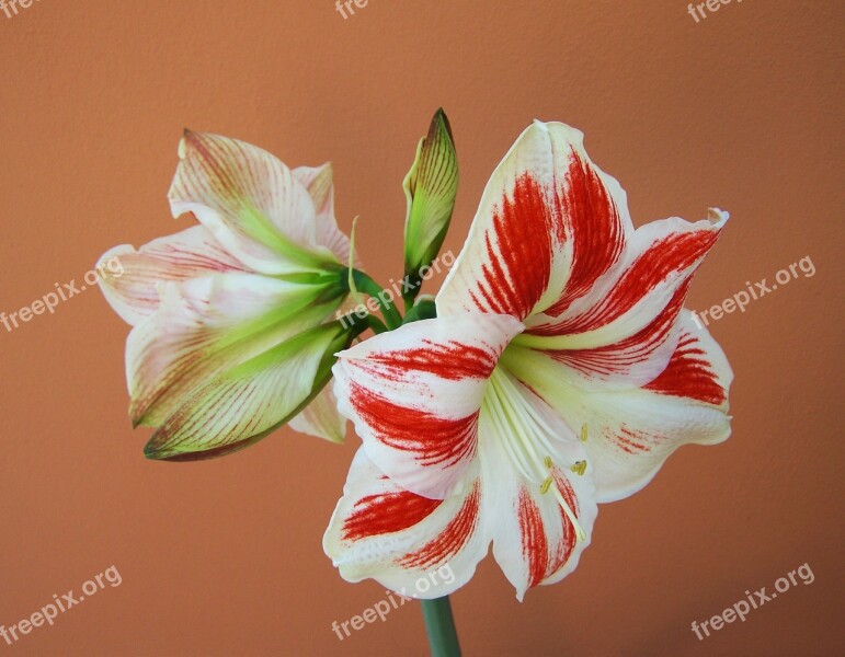 Amaryllis Cone Inflorescence Bulbous Plant Free Photos