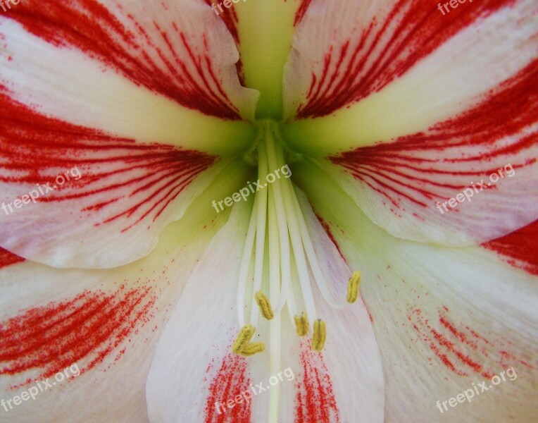 Amaryllis Cone Inflorescence Bulbous Plant Free Photos