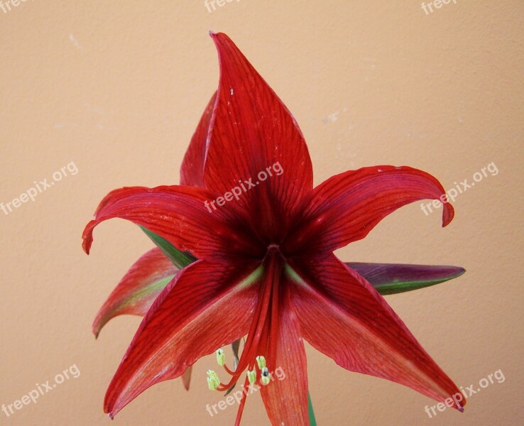 Amaryllis Cone Inflorescence Bulbous Plant Free Photos