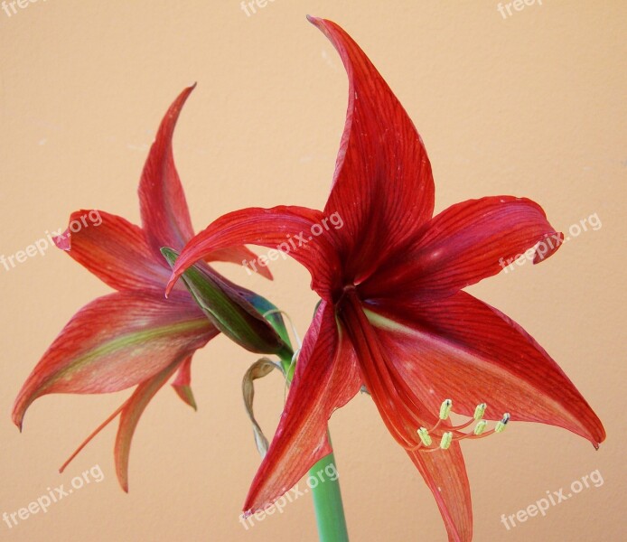 Amaryllis Cone Inflorescence Bulbous Plant Free Photos