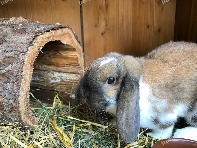 Hare Dwarf Bunny Rabbit Floppy Ear Pet