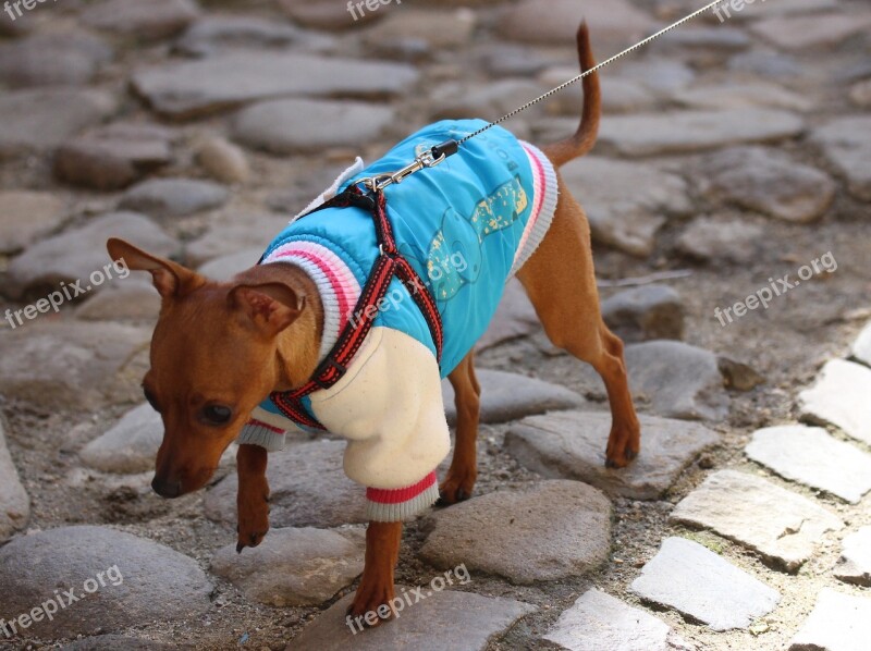 Dog Clothing Fashion Clothes Chihuahua