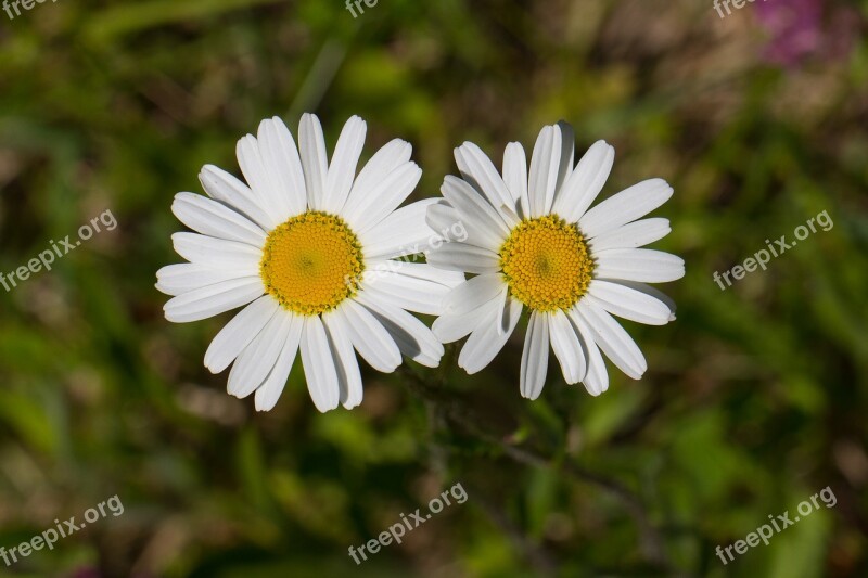 Marguerite Flowers Composites Flower White