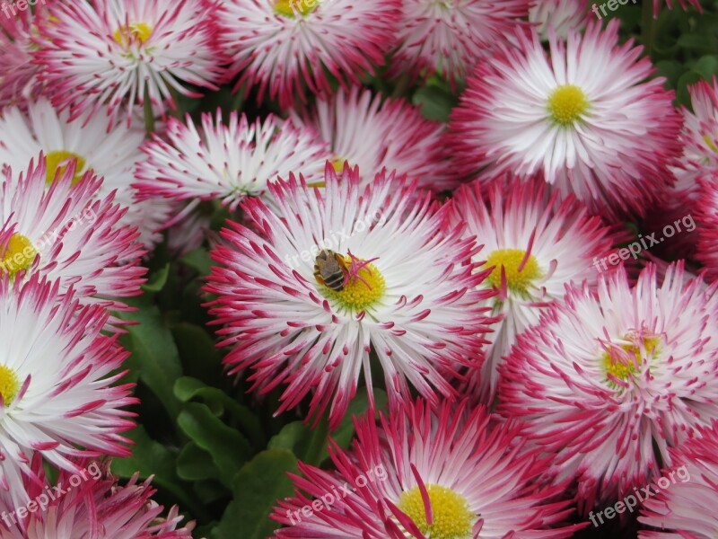 Wasp Insect Flower Nature Summer