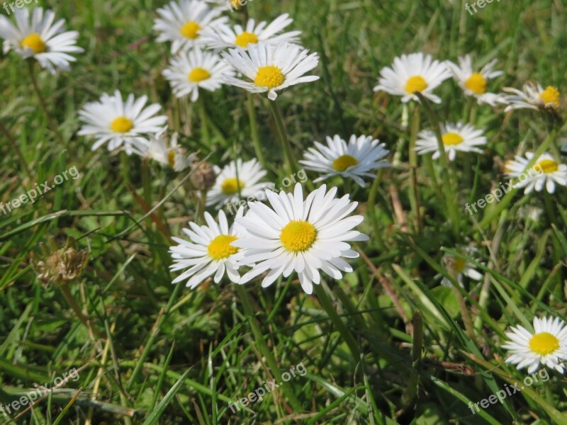 Daisy Plant Flower Yellow Nature