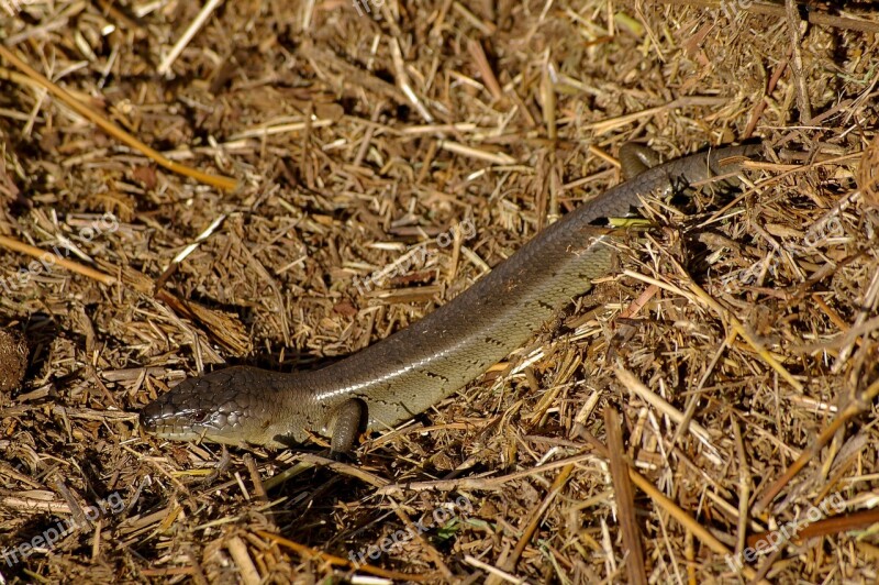 Skink Lizard Reptile Scales Shiny