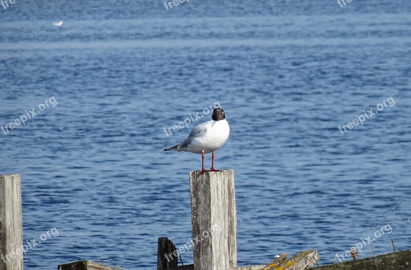 Seagull Puffin Bird Sea Birds