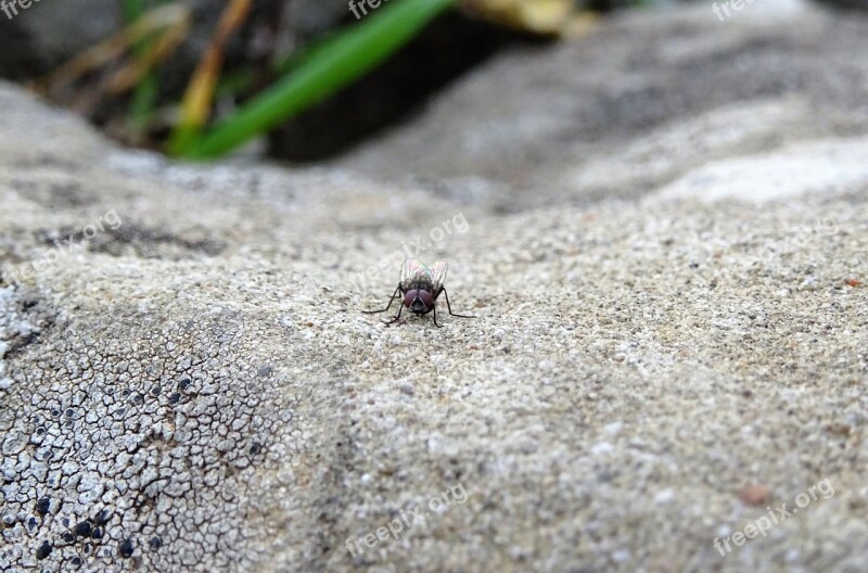 Fly Insect Insects Entomo Ypaithro