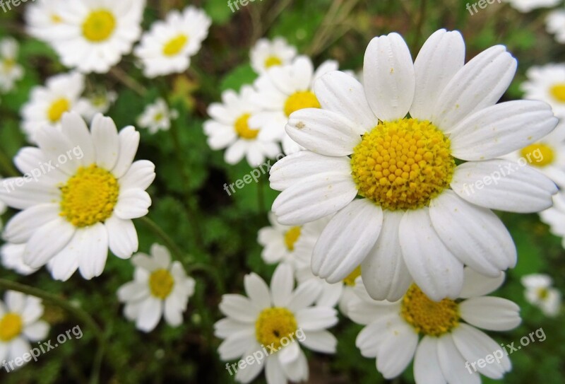 Chamomile Flower White Flower Greece Wildflowers