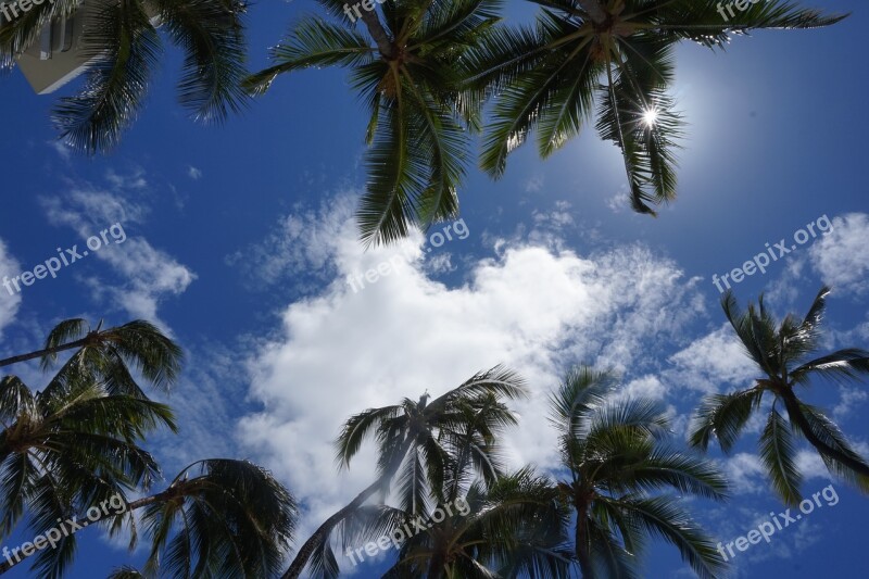 Palm Trees Sky Palm Trees Palm Tree