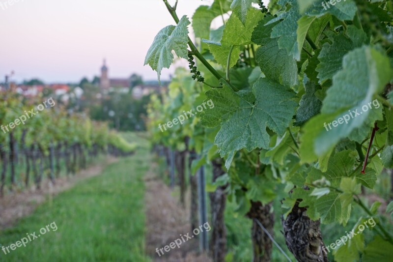 Vine Foliage Green Wine Leaf