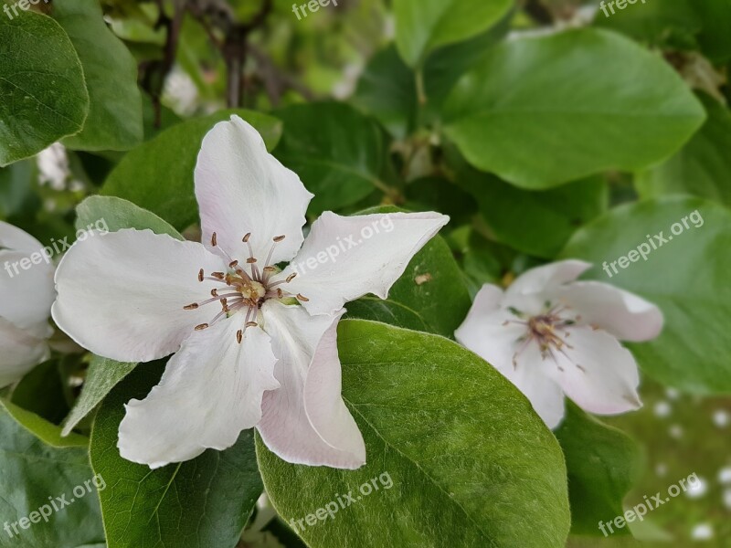 Flowers Quince Blooms White Free Photos