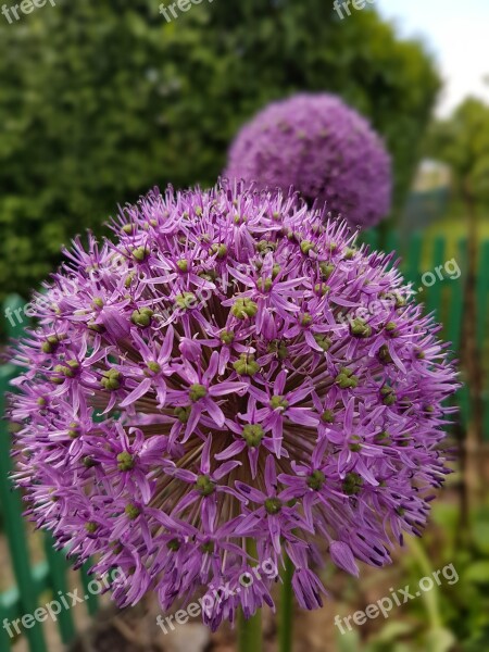 Flowers Decorative Garlic Spring Czosnki Free Photos