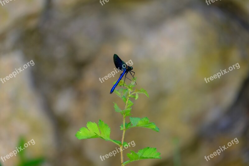 Dragonfly Blue Dragonfly Insect Nature Blue