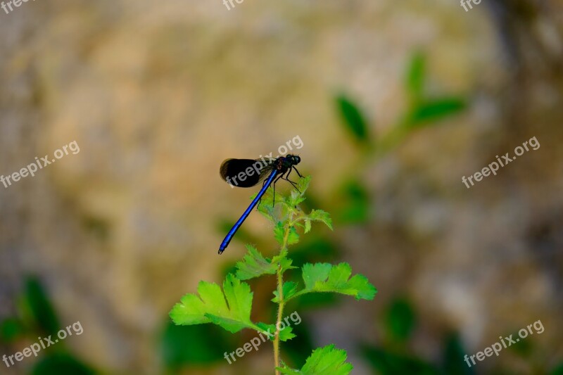 Dragonfly Blue Dragonfly Insect Nature Blue