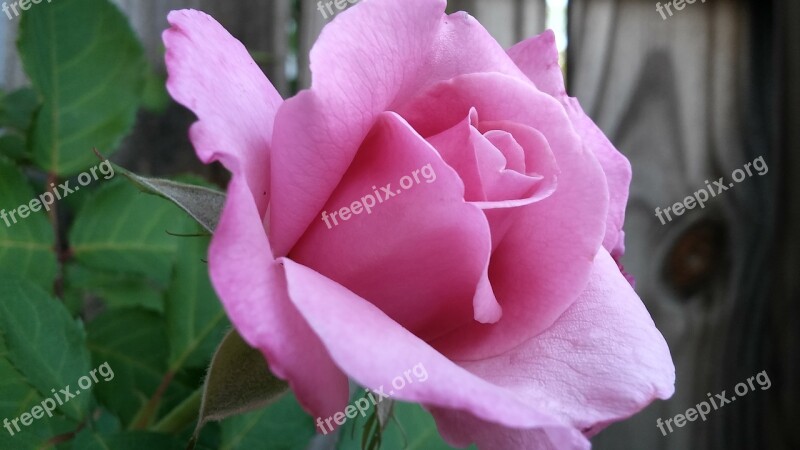 Rose Pink Wood Fence Background Delicate Belle