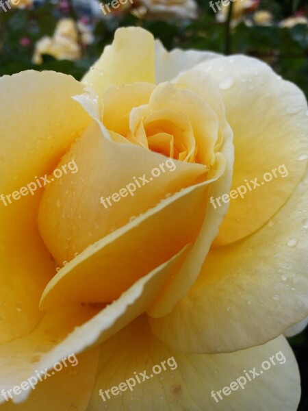 Rose Pistil Flower Free Photos