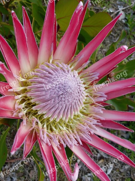 King Protea Pistil Flower Free Photos